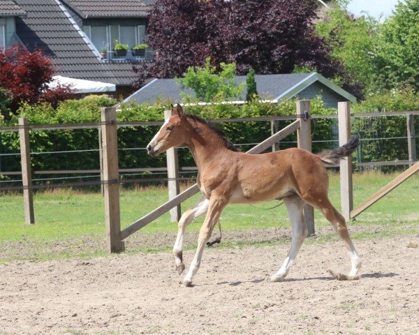 Springpferd Stute von Forlee / Coronas (Westfale, 2022, von Forlee)