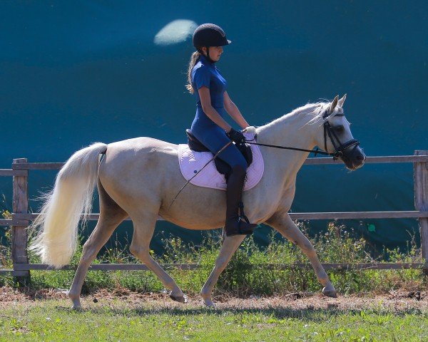 Zuchtstute Nala (Deutsches Reitpony, 2010, von Donnerwetter)