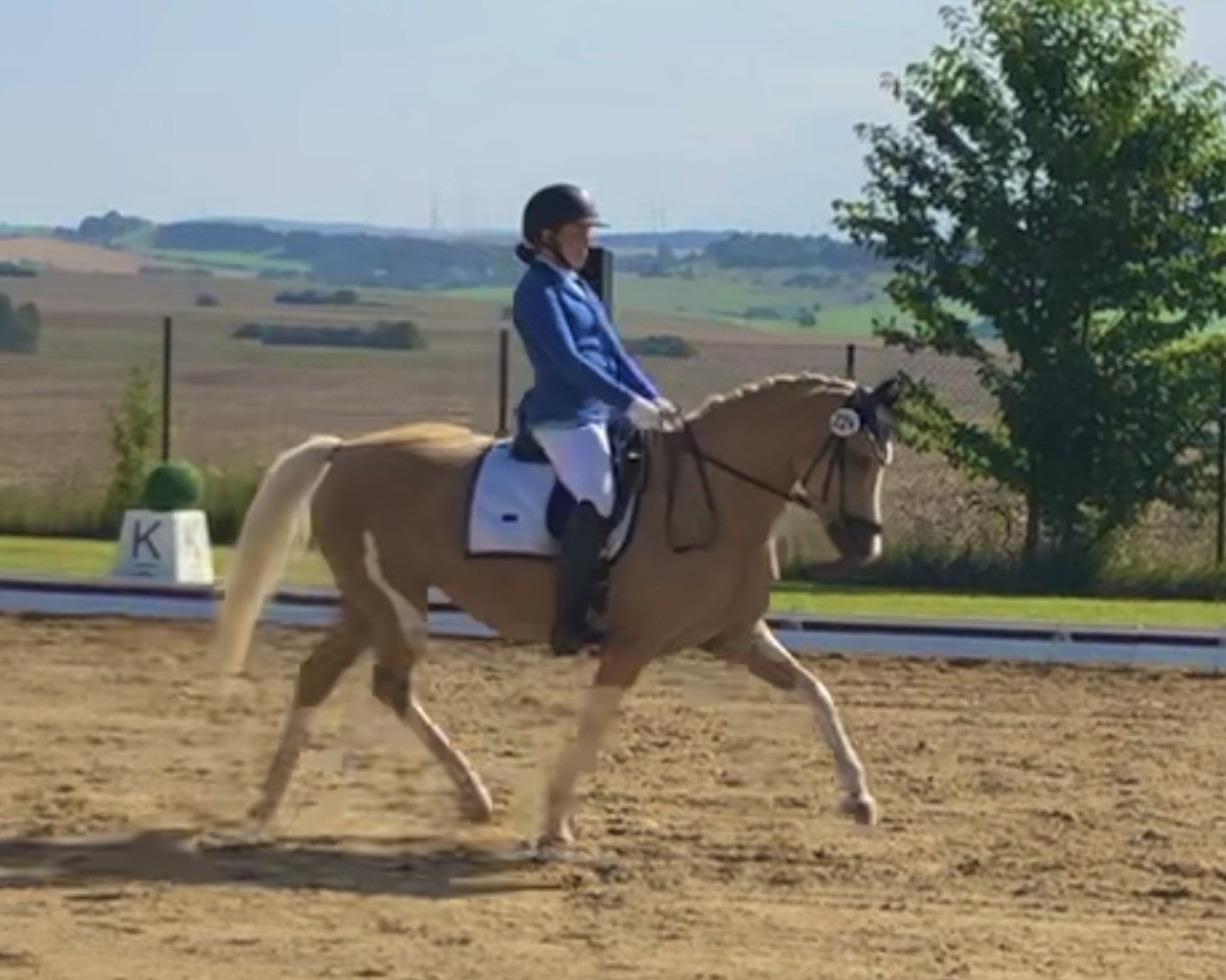 dressage horse Reitland's Farbenfroh (German Riding Pony, 2016, from Jonker's Socrates)