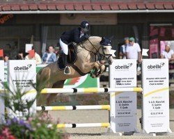 jumper On Duty (Deutsches Reitpony, 2013, from The Braes My Mobility)