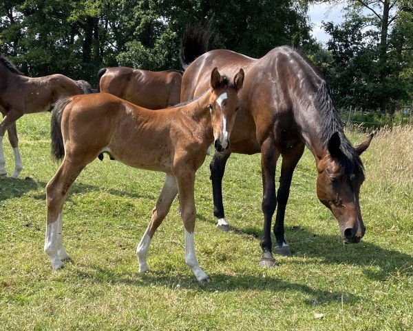 Springpferd Eindrucksvoll JC (Holsteiner, 2023, von Esmeraldo FM)