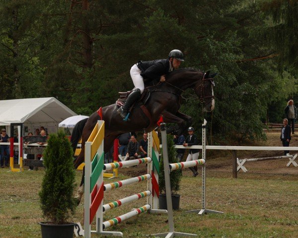 jumper Victory of Darkness (German Sport Horse, 2018, from Vulkato)