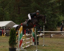 jumper Victory of Darkness (German Sport Horse, 2018, from Vulkato)