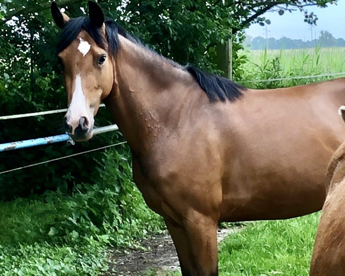 horse STELLA Mobility (German Riding Pony, 2018, from The Braes My Mobility)