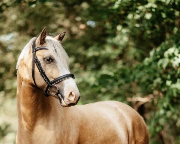 Dressurpferd Madison 75 (Deutsches Reitpony, 2018, von Kastanienhof Manhattan)