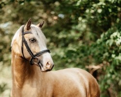 dressage horse Madison 75 (German Riding Pony, 2018, from Kastanienhof Manhattan)