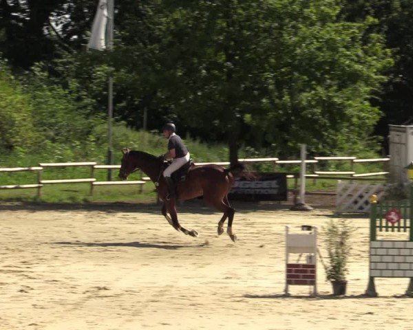 Reitturnier Vellinghausen 2024