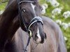 dressage horse Detektiv Conan (Hanoverian, 2017, from Dancier)