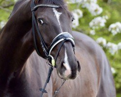 dressage horse Detektiv Conan (Hanoverian, 2017, from Dancier)