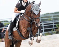 jumper Liam 24 (New Forest Pony, 2015, from Bovenheigraaf's Camillo)