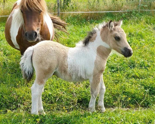 foal by Insider von Gothenborg (Shetland Pony, 2024, from Islay von Salza)