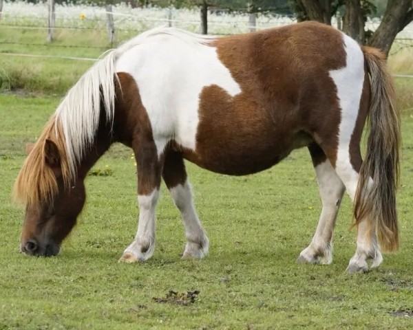 broodmare Pauline vom Ruhethal (Shetland Pony,  , from Putz)