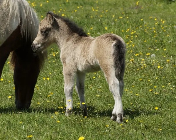 Springpferd Irish Whisky vom Gothenborg (Shetland Pony, 2023, von Islay von Salza)