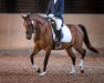 dressage horse Bella Crazy (German Riding Pony, 2018, from Turfhorst Nightlive)