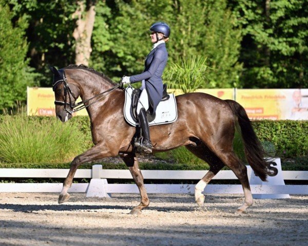 Dressurpferd Bluehorse First Date (KWPN (Niederländisches Warmblut), 2013, von Apache)