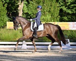 dressage horse Bluehorse First Date (KWPN (Royal Dutch Sporthorse), 2013, from Apache)