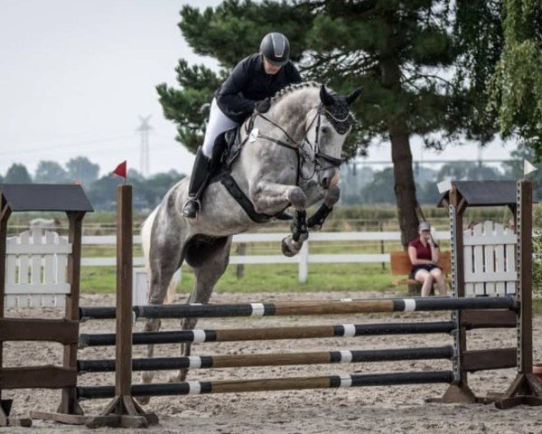 jumper Caballero S 3 (German Sport Horse, 2018, from Carleyle)