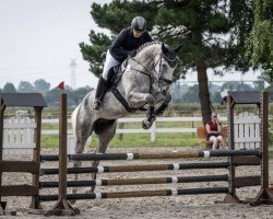 Springpferd Caballero S 3 (Deutsches Sportpferd, 2018, von Carleyle)