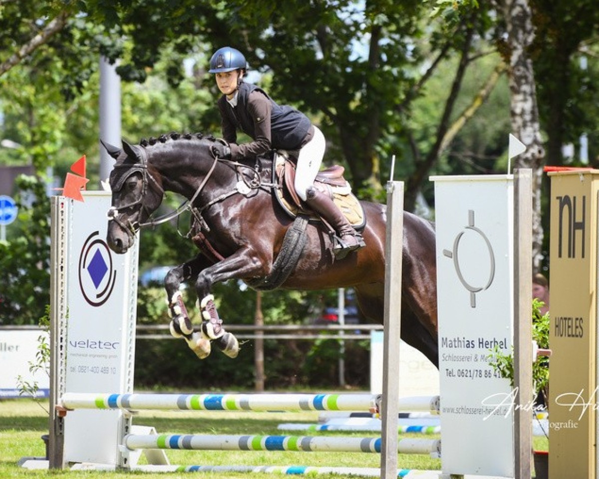broodmare Contessa S (German Sport Horse, 2017, from Cody 69)