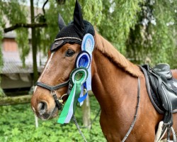 jumper Cebell 2 (German Sport Horse, 2012, from Cellestial)