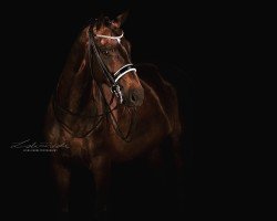 dressage horse Dandolo M (Hannoveraner, 2009, from Dauphin)