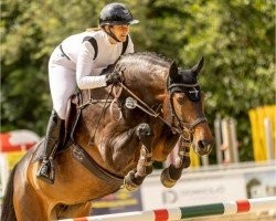 jumper La-Chaccablue (Oldenburg show jumper, 2013, from Tailormade Lawito)