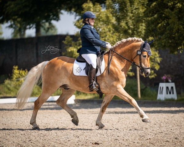 Deckhengst Bachelor (Haflinger, 2013, von Blickfang)