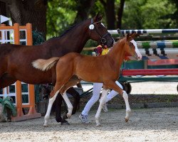 Springpferd Emilia (Deutsches Sportpferd, 2021, von Emerald van 't Ruytershof)