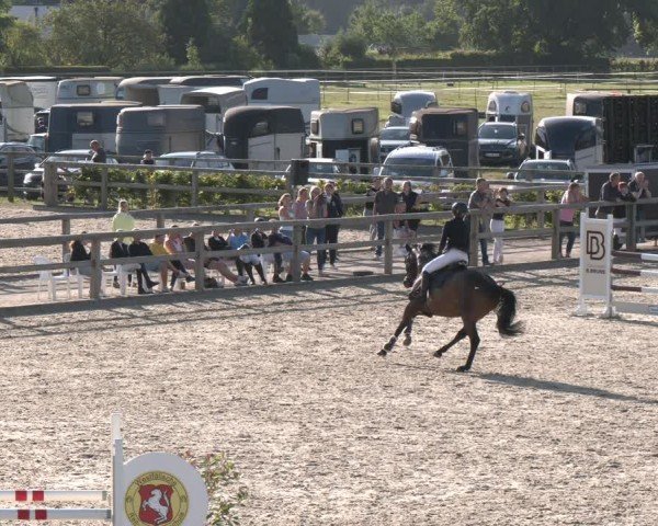 Reitturnier Münster-Amelsbüren 2024