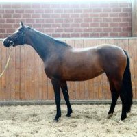 broodmare Zauberlilie (Trakehner, 2011, from Perechlest)