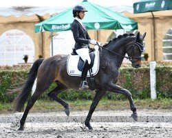 dressage horse Feentanz 8 (German Sport Horse, 2018, from FBW Final Result)