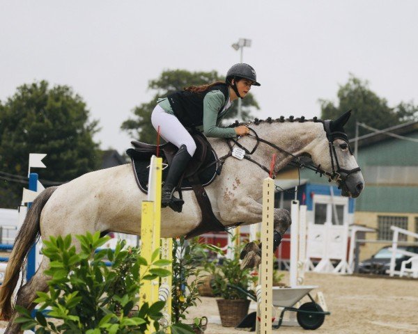 jumper Noxalis Blue (KWPN (Royal Dutch Sporthorse), 2018, from Zirocco Blue)