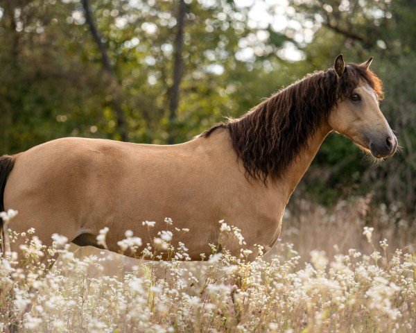 dressage horse Mad Max AK (German Riding Pony, 2015, from The Braes My Mobility)