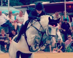 jumper Cento Boy (Oldenburg show jumper, 2006, from Coupe de Coeur 2)