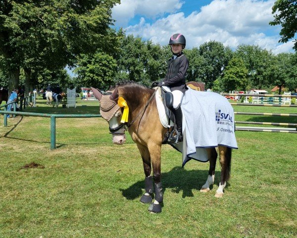 Dressurpferd Golden Giotto (Deutsches Reitpony, 2014, von Golden State 2)