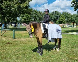 dressage horse Golden Giotto (German Riding Pony, 2014, from Golden State 2)