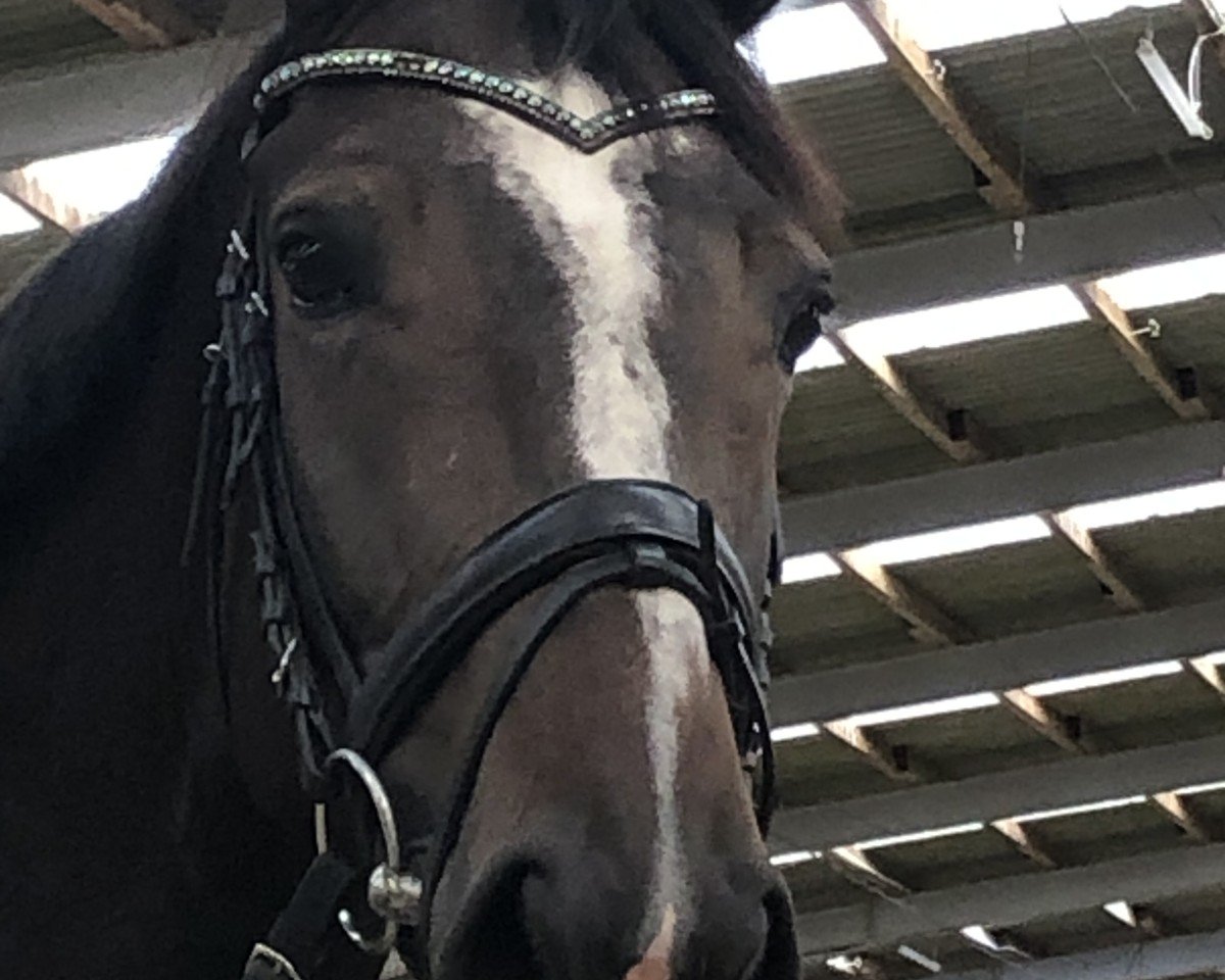 Springpferd Carmen M 2 (Oldenburger Springpferd, 2018, von K.i Checkter)