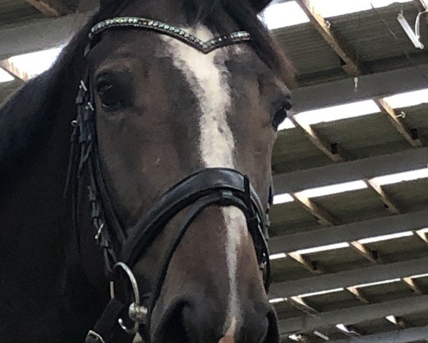 jumper Carmen M 2 (Oldenburg show jumper, 2018, from K.i Checkter)