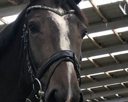 jumper Carmen M 2 (Oldenburg show jumper, 2018, from K.i Checkter)