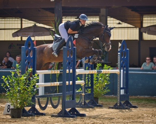 jumper Cheyenne E (Oldenburg show jumper, 2006, from Cornet Obolensky)