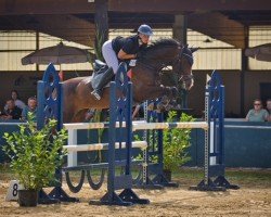 Springpferd Cheyenne E (Oldenburger Springpferd, 2006, von Cornet Obolensky)