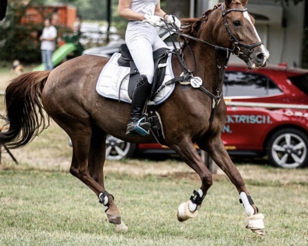 jumper Lima 52 (Dutch riding horses and ponies with Arabic blood content, 2015)