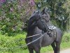 dressage horse Nymphenburgs Querido (Westphalian, 2017, from Quantensprung 3)