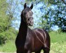 stallion VIX Vitorio 221 FIN (German Sport Horse, 2017, from Vitalis)