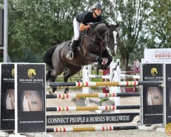 Zuchtstute Queen of Hearts Dwerse Hagen (Belgisches Warmblut, 2016, von Iron Man van de Padenborre)