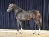 stallion Devin AH (Hanoverian, 2018, from Diacontinus)