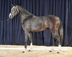 stallion Devin AH (Hanoverian, 2018, from Diacontinus)