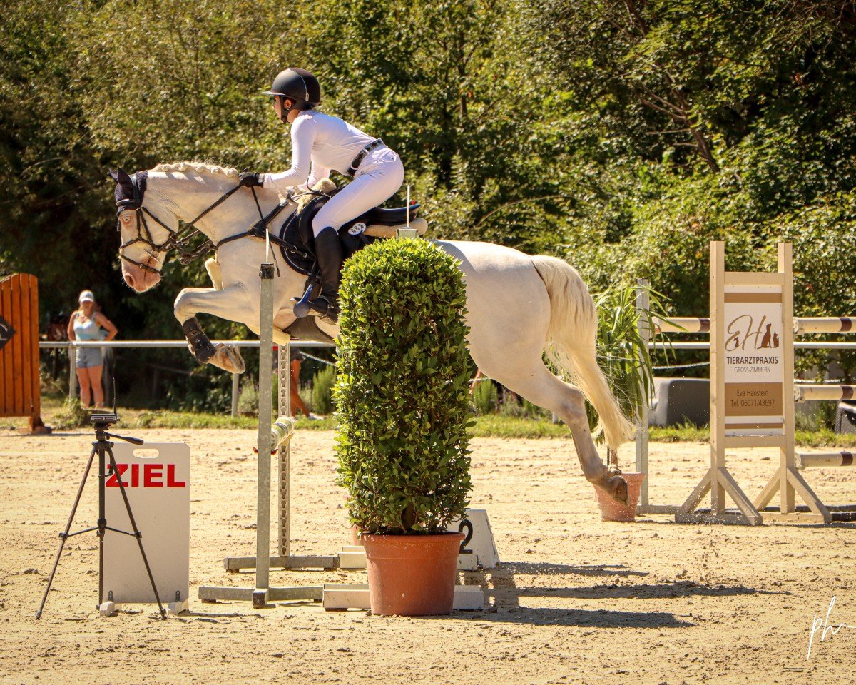 Springpferd Rocket Boomer (Connemara-Pony, 2013, von Rehan Pride)