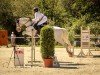 jumper Rocket Boomer (Irish horse, 2013, from Rehan Pride)