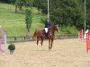 jumper Valerie 81 (German Sport Horse, 2017, from Vancouver d'Auvray)